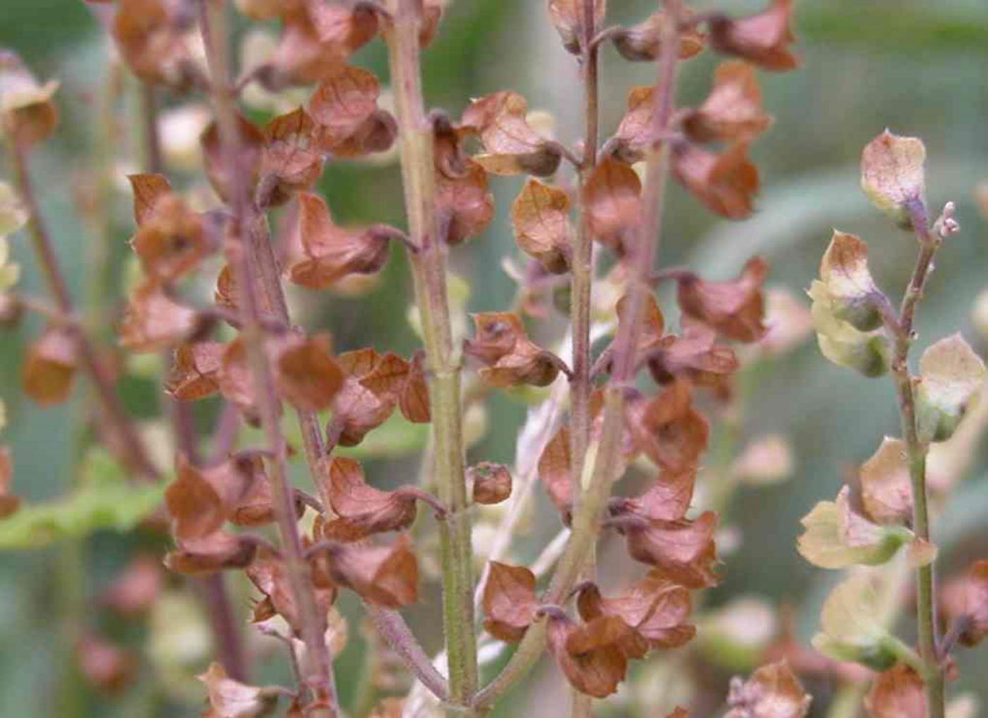 Sage, Wood fruit